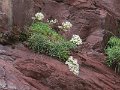 (31) Saxifrage